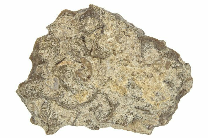 Jurassic Fossil Coral - Portugal #244796